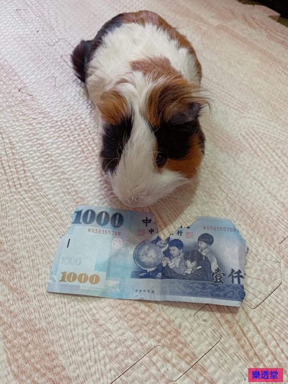 lotto